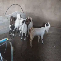 بزگلابی و سانن اصل|حیوانات مزرعه|قائن, |دیوار