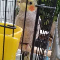 عروس هلندی، طوطی