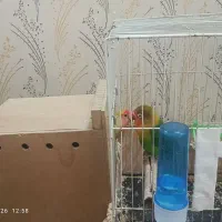 جفت عروس کوتوله