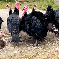 بوقلمون واردک