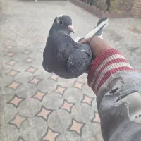 کبوتر|پرنده|بافت, |دیوار