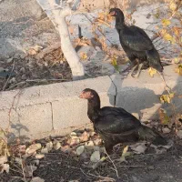 مرغ و خروس لاری