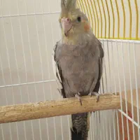 عروس هلندی|پرنده|آبادان, |دیوار