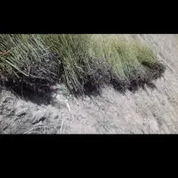 نهال گل محمدی|گل و گیاه طبیعی|بجنورد, |دیوار