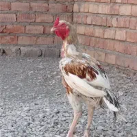 2600000 دو میلیون شصد