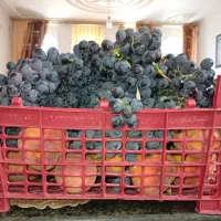 زمین باغ شهری و باغ ثمری