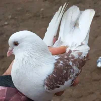 خیلی خوب|پرنده|سیمینه, |دیوار