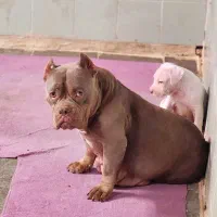 سگ اگزوتیگ|سگ|تهران, تهرانپارس شرقی|دیوار