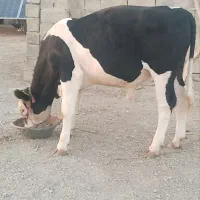گوساله نر سیمینتال