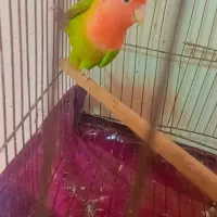 طوطی برزیلی معاوضه