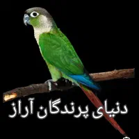 گرینچیک کاملا دستی