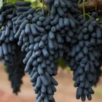 انواع نهال انگور درشیراز