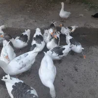 ۱۰عدد غاز محلی به فروش میرسد