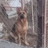 سگ ژرمن وارداتی