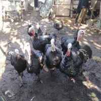 بوقلمون نر و ماده