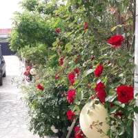 ویلا۶۰۰متری ملک سند دارای آب وبرق کنتور نصب