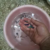 ماهی فایتر انواع نژاد از یک بند تا مولد|ماهی|اصفهان, احمدآباد|دیوار