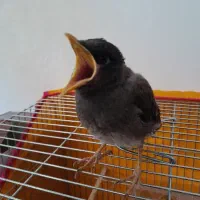 جوجه مرغ مینا