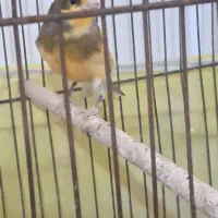 قناری نر|پرنده|برخوار, |دیوار