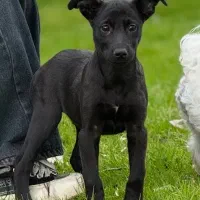 سگ باهوش و با ادب