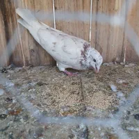 کبوتر نر سرور|پرنده|قم, شهر قائم|دیوار