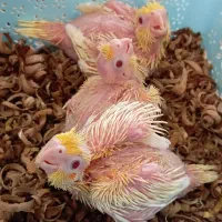جوجه عروس هلندی