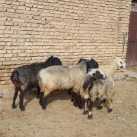 ۲ راس قوچ جوان درجه ۱