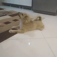 توله پامر اشپیتز