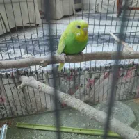 مرغ عشق دونه ۱۲۰|پرنده|قزوین, |دیوار