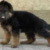 سگ جرمن شپرد شولاین اورجینال