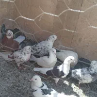 کفتر