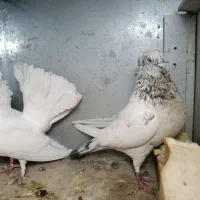 کبوتر رنگی|پرنده|خرمشهر, |دیوار