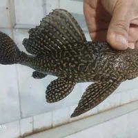 کت اسپرت مولد یالجن خوار