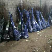 فروش نهال سنوبر سیاه ۱ الی۱ نیم متری(۳۵ هزارتومان)|خدمات باغبانی و درختکاری|جوانرود, |دیوار