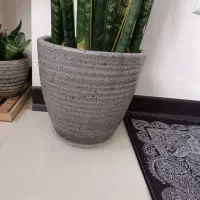 سانسوریا|گل و گیاه طبیعی|فولادشهر, مسکن مهر فولادشهر|دیوار