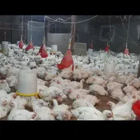 فردش مرغ گوشتی