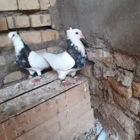 سلام چند جفت کبوتر طوقی|پرنده|سوسنگرد, |دیوار