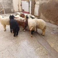 بره یاگوسفند|حیوانات مزرعه|اهواز, منازل کارون|دیوار