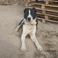 سگ آلابای نر