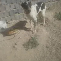 توله نرافغان5ماهه