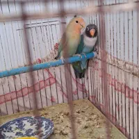 طوطی برزیلی جوجه اهلی و بالغ|پرنده|خوی, |دیوار