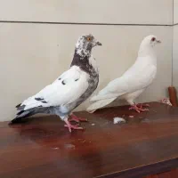 کفتر نر سالم تهرانی|پرنده|خلخال, |دیوار