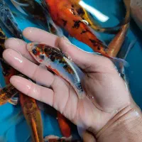 پک ۲۵ عددی ماهی کوی|ماهی|خمینی‌شهر, |دیوار