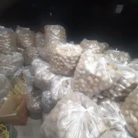 تامینوفروشکیویریز|خدمات باغبانی و درختکاری|لیسار, |دیوار