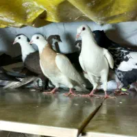 دسته ۱۳تایی جوجه