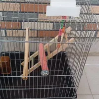 فروش قفس پرنده