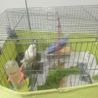 دوجفت  مرغ عشق