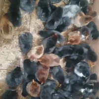 جوجه مرغ. جوجه یک روزه. مرغ و خروس