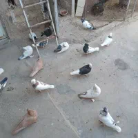 جوجه مغلوف|پرنده|قنوات, |دیوار