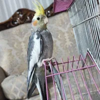 عروس هلندی نر